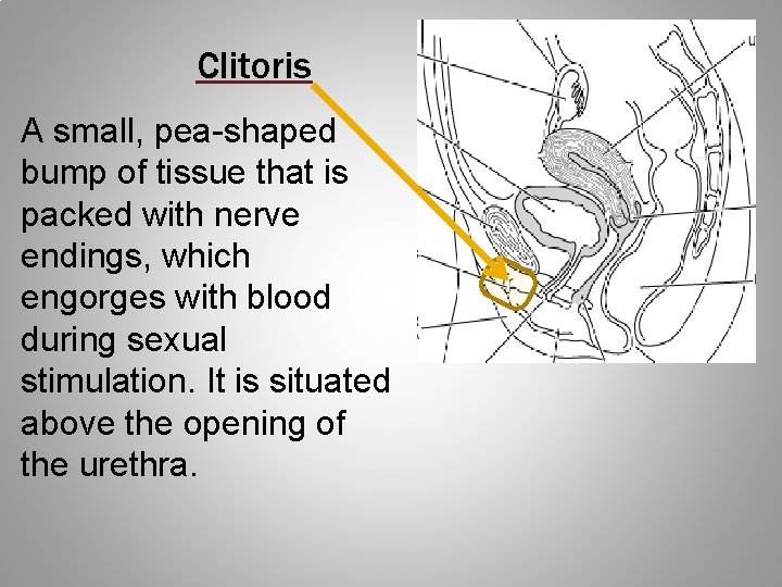 Clitoris A small, pea-shaped bump of tissue that is packed with nerve endings, which