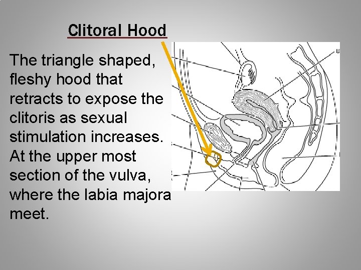 Clitoral Hood The triangle shaped, fleshy hood that retracts to expose the clitoris as