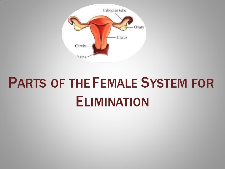 PARTS OF THE FEMALE SYSTEM FOR ELIMINATION 