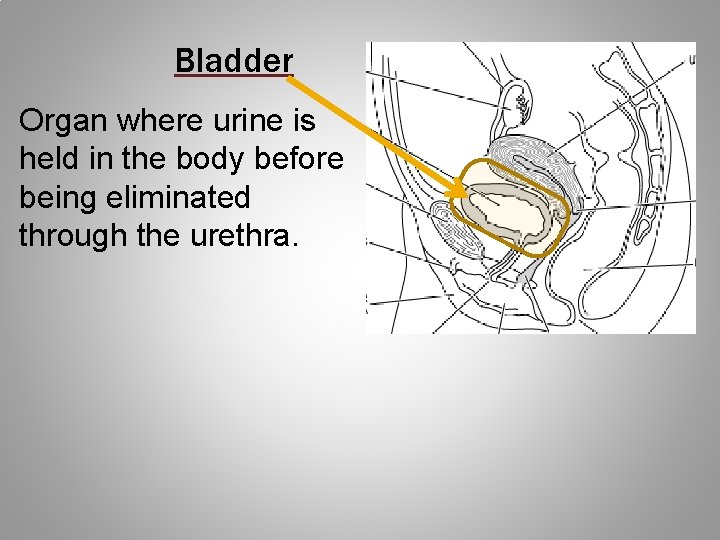 Bladder Organ where urine is held in the body before being eliminated through the
