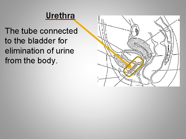 Urethra The tube connected to the bladder for elimination of urine from the body.