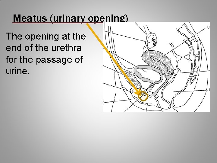 Meatus (urinary opening) The opening at the end of the urethra for the passage