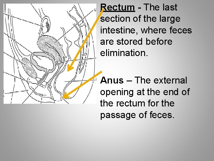 Rectum - The last section of the large intestine, where feces are stored before