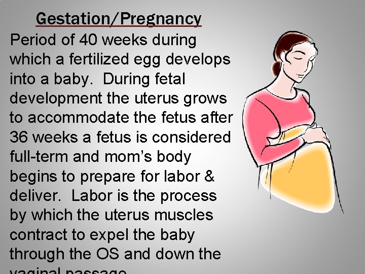 Gestation/Pregnancy Period of 40 weeks during which a fertilized egg develops into a baby.