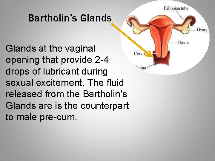 Bartholin’s Glands at the vaginal opening that provide 2 -4 drops of lubricant during