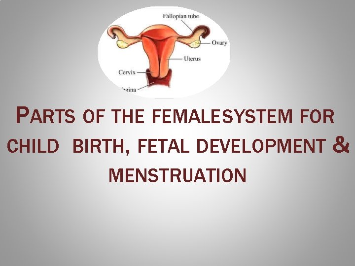 PARTS OF THE FEMALE SYSTEM FOR CHILD BIRTH, FETAL DEVELOPMENT & MENSTRUATION 