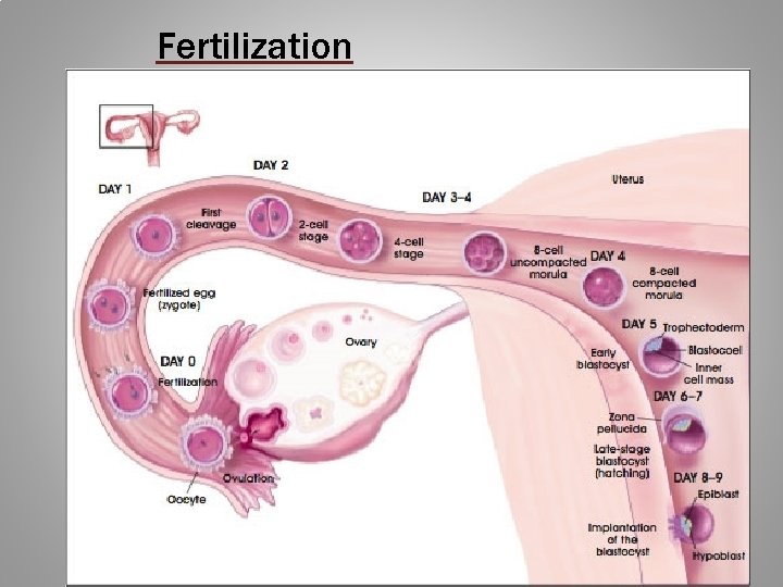 Fertilization 
