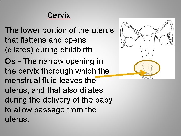 Cervix The lower portion of the uterus that flattens and opens (dilates) during childbirth.