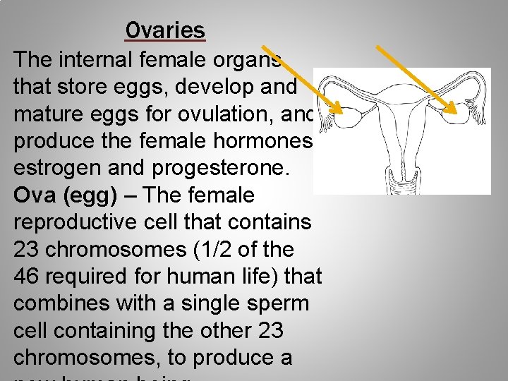 Ovaries The internal female organs that store eggs, develop and mature eggs for ovulation,