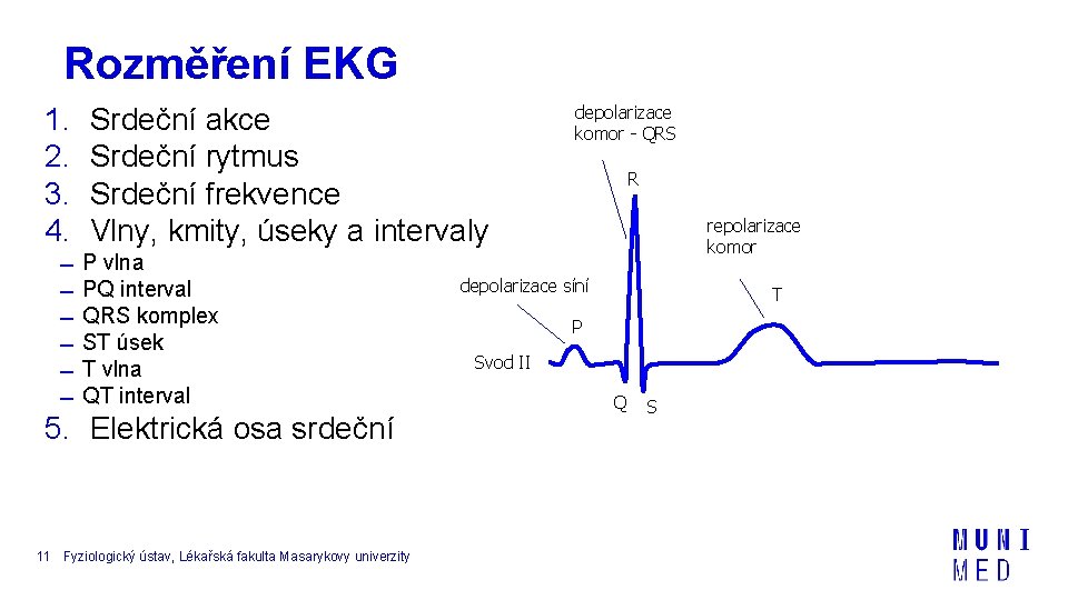 Rozměření EKG 1. 2. 3. 4. Srdeční akce Srdeční rytmus Srdeční frekvence Vlny, kmity,