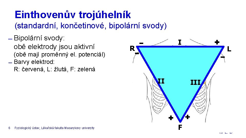 Einthovenův trojúhelník (standardní, končetinové, bipolární svody) Bipolární svody: obě elektrody jsou aktivní (obě mají