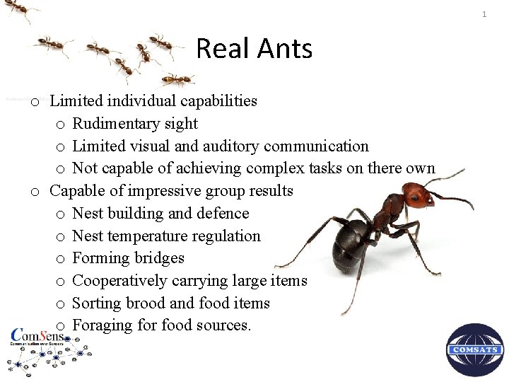 1 Real Ants o Limited individual capabilities o Rudimentary sight o Limited visual and