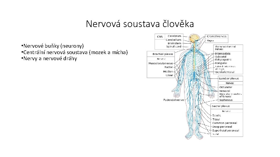 Nervová soustava člověka • Nervové buňky (neurony) • Centrální nervová soustava (mozek a mícha)