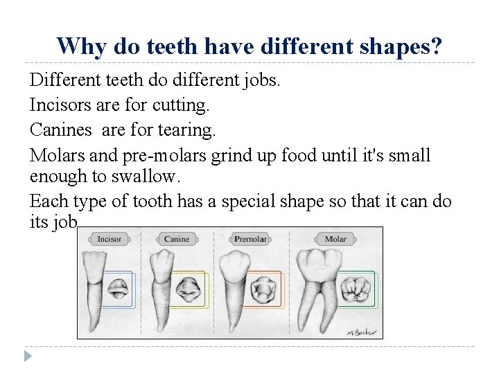 Why do teeth have different shapes? Different teeth do different jobs. Incisors are for