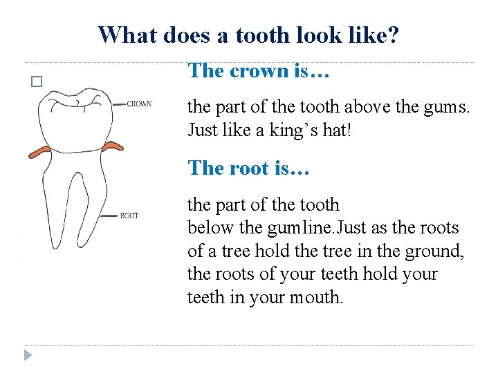 What does a tooth look like? � The crown is… the part of the