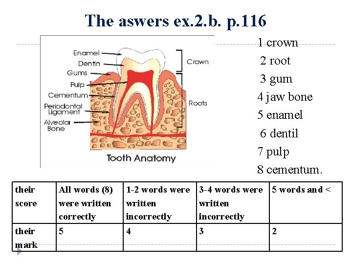 The aswers ex. 2. b. p. 116 1 crown 2 root 3 gum 4