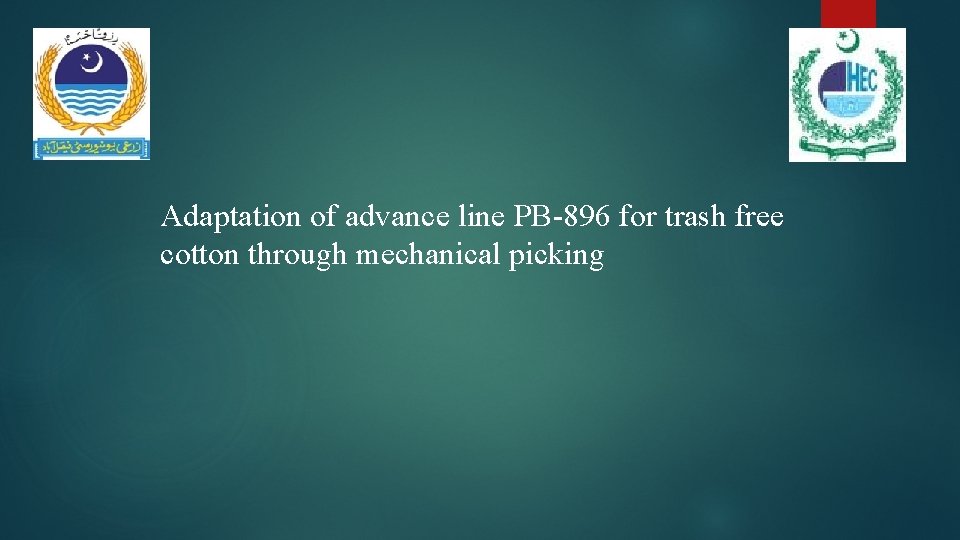 Adaptation of advance line PB-896 for trash free cotton through mechanical picking 