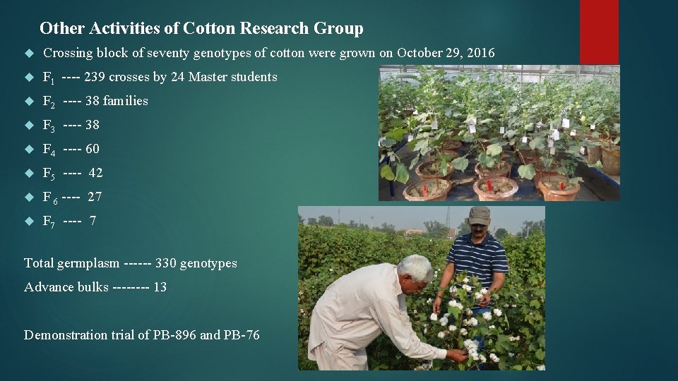 Other Activities of Cotton Research Group Crossing block of seventy genotypes of cotton were