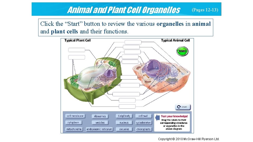 Animal and Plant Cell Organelles (Pages 12 -13) Click the “Start” button to review
