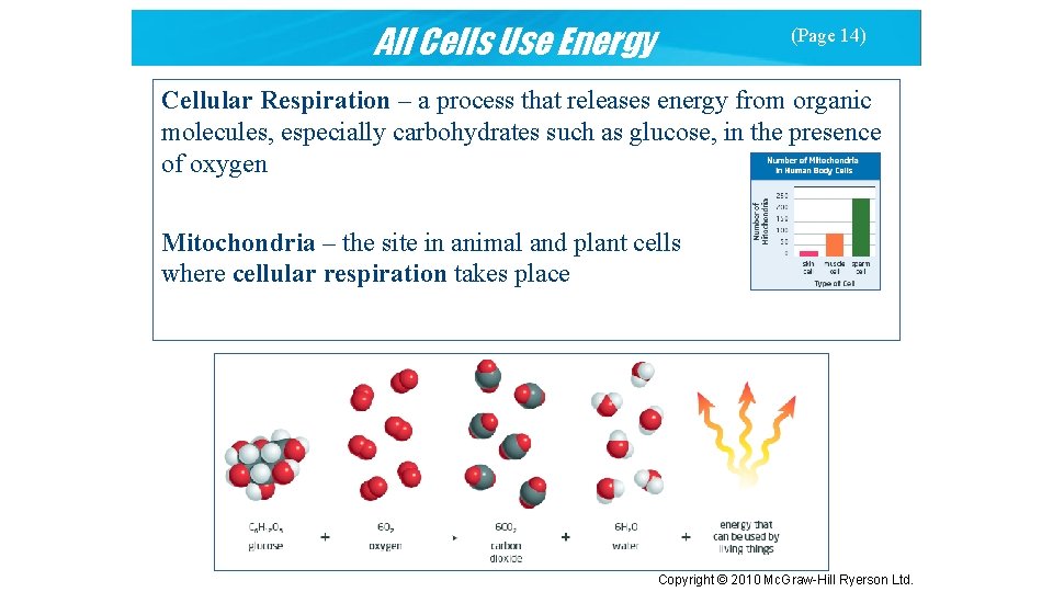 All Cells Use Energy (Page 14) Cellular Respiration – a process that releases energy