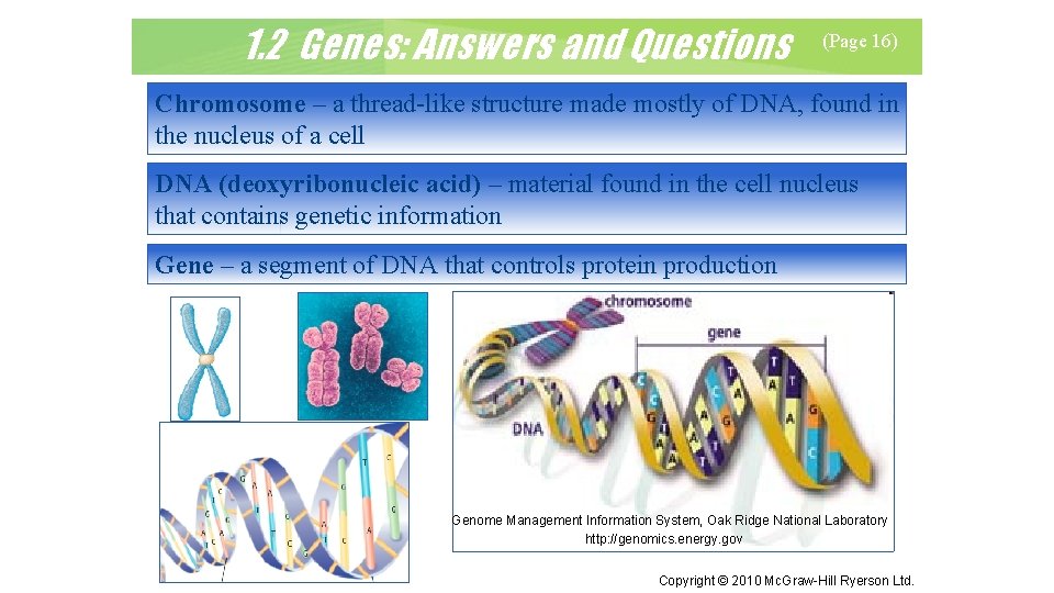 1. 2 Genes: Answers and Questions (Page 16) Chromosome – a thread-like structure made