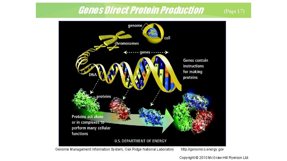 Genes Direct Protein Production Genome Management Information System, Oak Ridge National Laboratory (Page 17)
