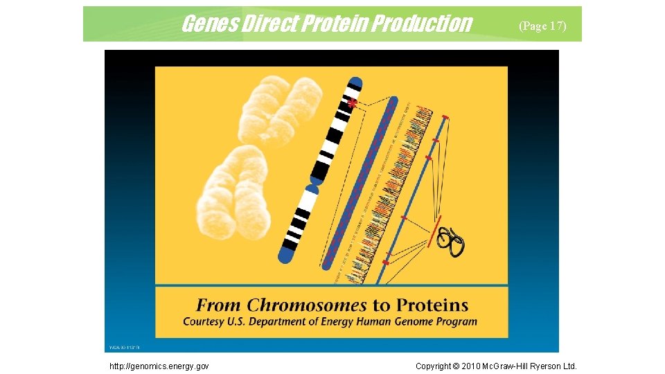 Genes Direct Protein Production http: //genomics. energy. gov (Page 17) Copyright © 2010 Mc.