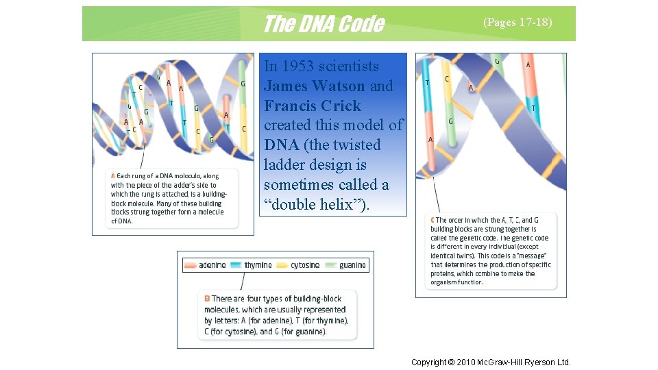 The DNA Code (Pages 17 -18) In 1953 scientists James Watson and Francis Crick