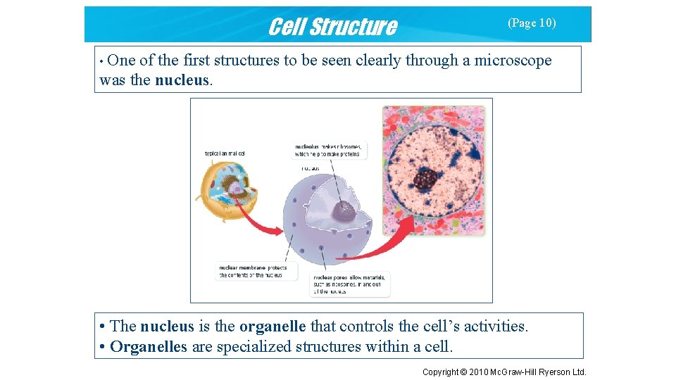 Cell Structure (Page 10) • One of the first structures to be seen clearly