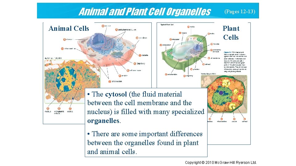 Animal and Plant Cell Organelles (Pages 12 -13) Plant Cells Animal Cells • The