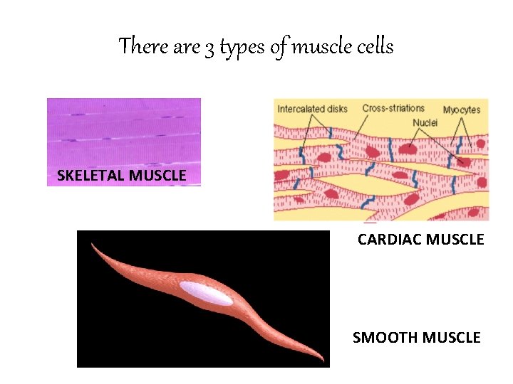 There are 3 types of muscle cells SKELETAL MUSCLE CARDIAC MUSCLE SMOOTH MUSCLE 