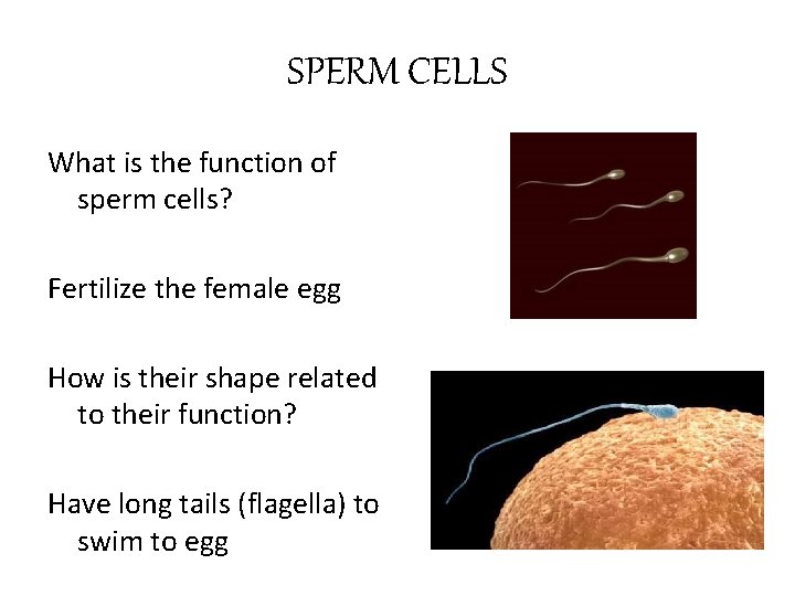 SPERM CELLS What is the function of sperm cells? Fertilize the female egg How