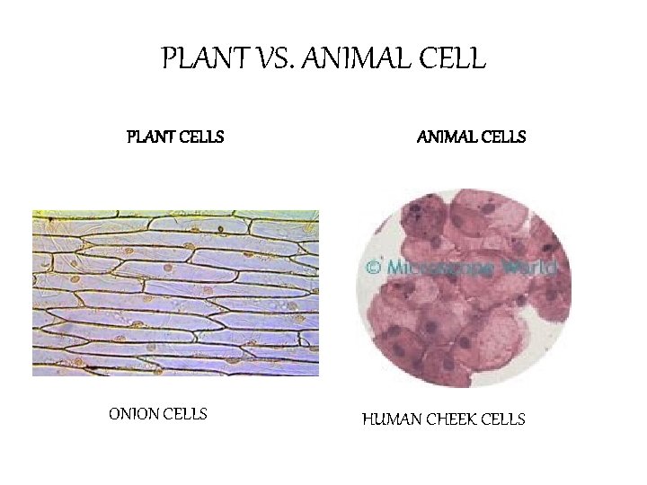PLANT VS. ANIMAL CELL PLANT CELLS ONION CELLS ANIMAL CELLS HUMAN CHEEK CELLS 
