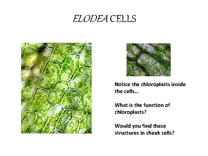 ELODEA CELLS Notice the chloroplasts inside the cells… What is the function of chloroplasts?