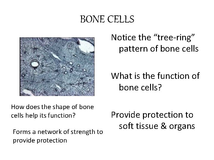 BONE CELLS Notice the “tree-ring” pattern of bone cells What is the function of
