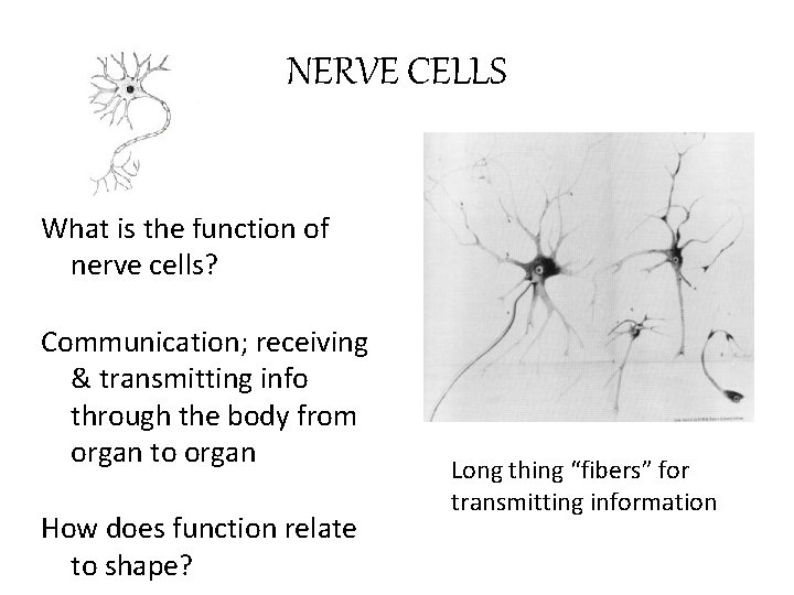 NERVE CELLS What is the function of nerve cells? Communication; receiving & transmitting info