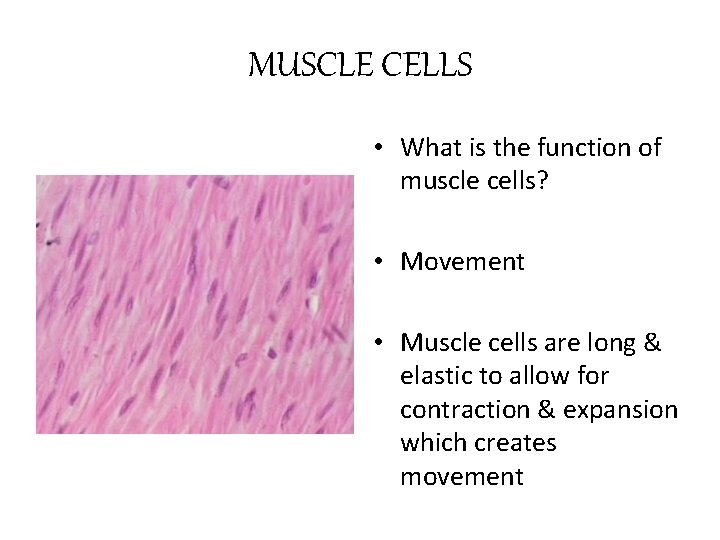 MUSCLE CELLS • What is the function of muscle cells? • Movement • Muscle