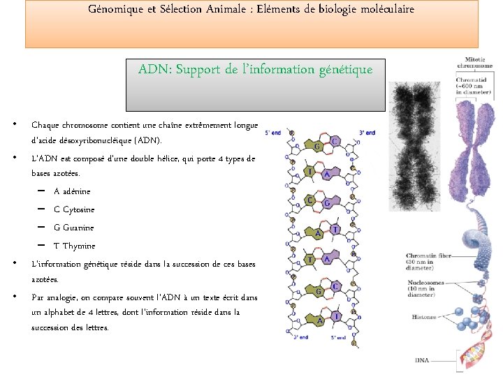 Génomique et Sélection Animale : Eléments de biologie moléculaire ADN: Support de l’information génétique