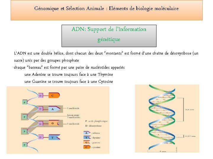 Génomique et Sélection Animale : Eléments de biologie moléculaire ADN: Support de l’information génétique