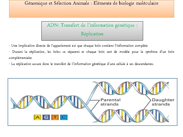 Génomique et Sélection Animale : Eléments de biologie moléculaire ADN: Transfert de l’information génétique