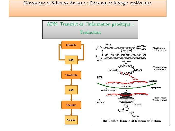 Génomique et Sélection Animale : Eléments de biologie moléculaire ADN: Transfert de l’information génétique