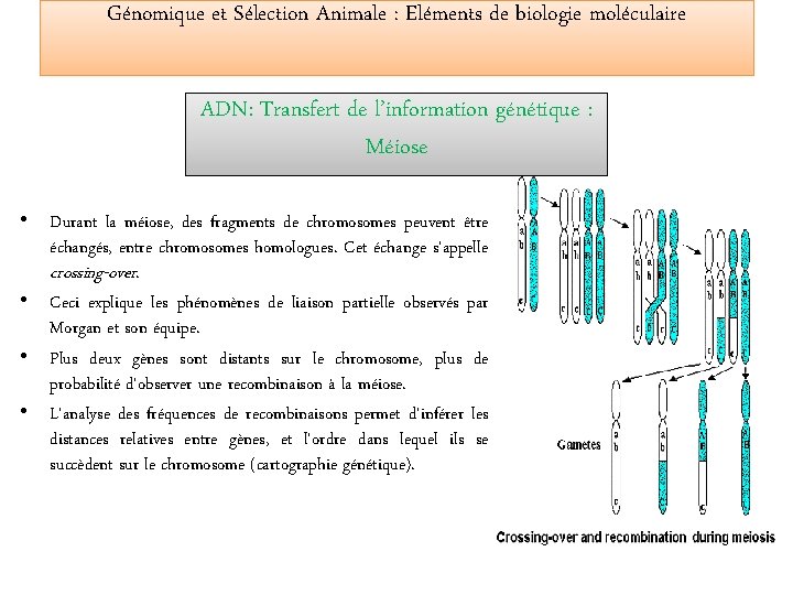 Génomique et Sélection Animale : Eléments de biologie moléculaire ADN: Transfert de l’information génétique