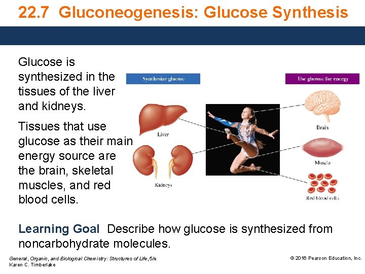 22. 7 Gluconeogenesis: Glucose Synthesis Glucose is synthesized in the tissues of the liver