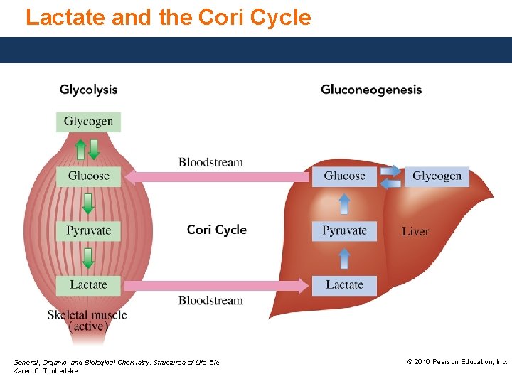 Lactate and the Cori Cycle General, Organic, and Biological Chemistry: Structures of Life, 5/e