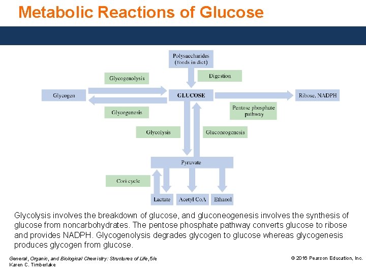 Metabolic Reactions of Glucose Glycolysis involves the breakdown of glucose, and gluconeogenesis involves the