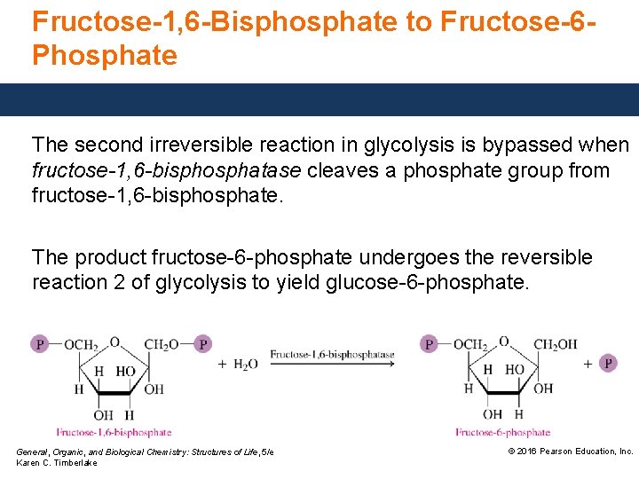 Fructose-1, 6 -Bisphosphate to Fructose-6 Phosphate The second irreversible reaction in glycolysis is bypassed