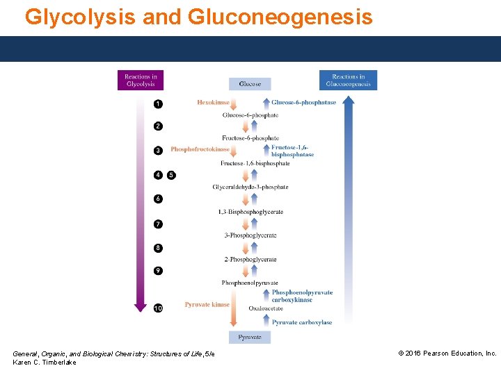Glycolysis and Gluconeogenesis General, Organic, and Biological Chemistry: Structures of Life, 5/e Karen C.