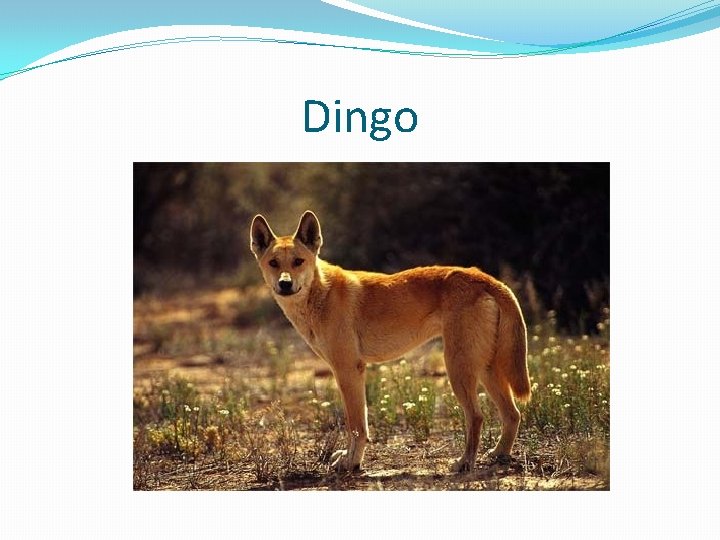 Dingo 