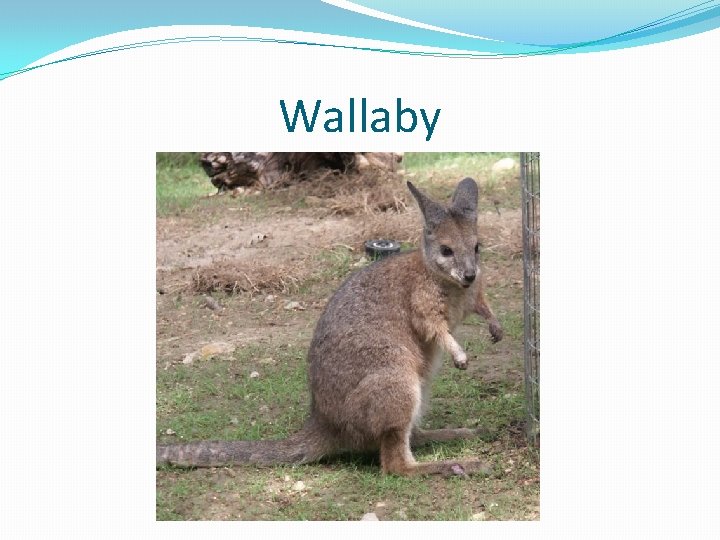 Wallaby 