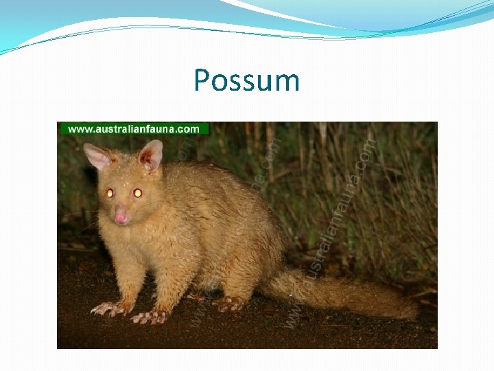 Possum 